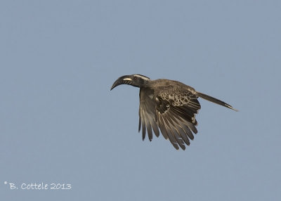 Grijze Tok - African Grey Hornbill - Tockus nasutus