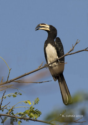 Bonte Tok - African Pied Hornbill - Tockus fasciatus