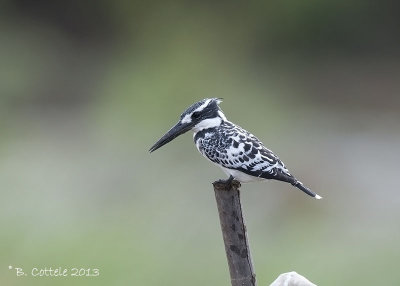 Bonte IJsvogel - Pied Kingfisher - Ceryle rudis