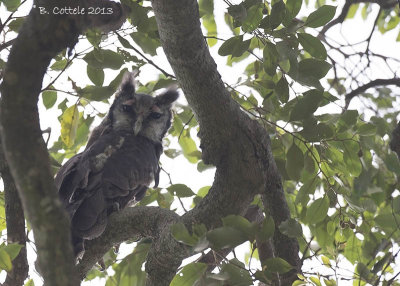 Verreaux' Oehoe - Verreaux's Eagle Owl - Bubo lacteus
