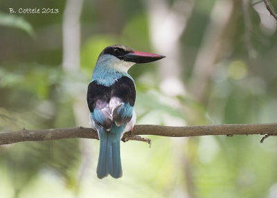 Teugelijsvogel - Blue-breasted Kingfisher - Halcyon malimbica