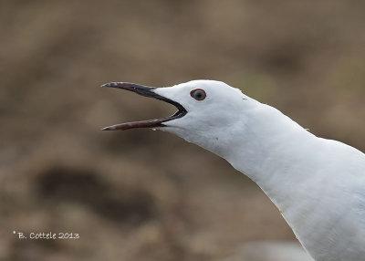 Dunbekmeeuw - Slender-billed Gull - Larus genei