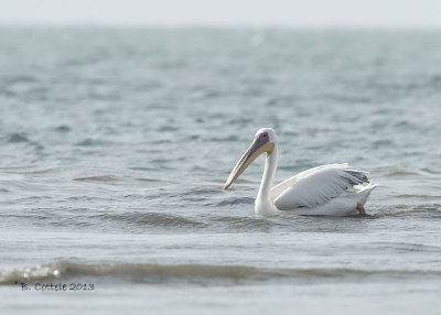 Roze Pelikaan - Great White Pelican - Pelecanus onocrotalus