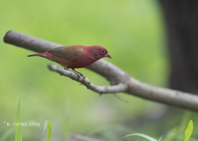 Vuurvinkje - Red-billed Firefinch