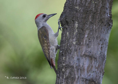 Grijsgroene Specht - Grey Woodpecker - Dendropicos goertae