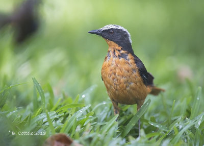Schubkaplawaaimaker - White-crowned Robin Chat - Cossypha albicapilla