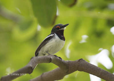 Bruinkeellelvliegenvanger - Common Wattle-eye - Platysteira cyanea