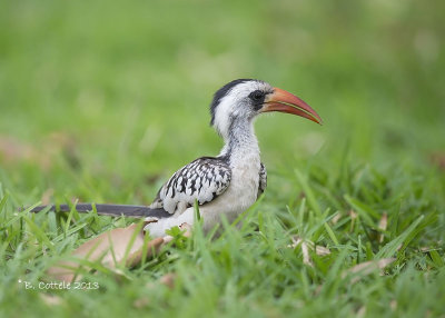 Roodsnaveltok - (Western) Red-billed Hornbill - Tockus (erythrorhynchus) kempi