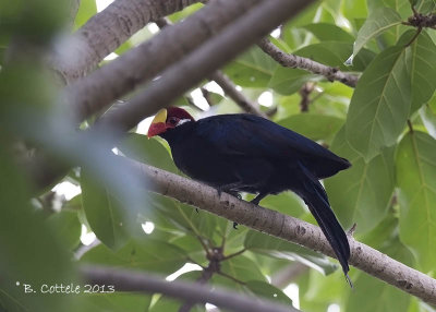 Violette Toerako - Violet Turaco - Musophaga violacea