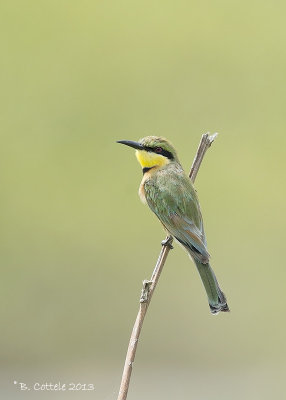 Dwergbijeneter - Little Bee-eater