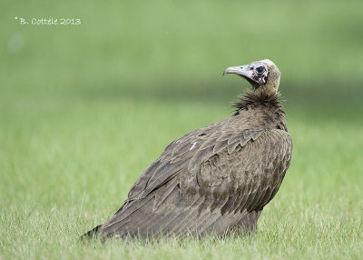 Kapgier - Hooded Vulture - Necrosyrtes monachus