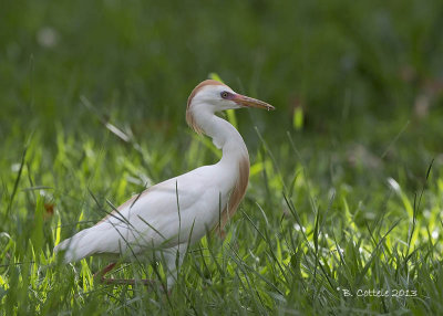 Koereiger - Cattle Egret - Bubulcus ibis