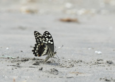Citrus Swallowtail - Papilio demodocus