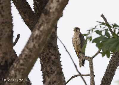 Lannervalk - Lanner Falcon - Falco biarmicus