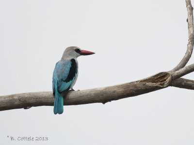 Senegal-IJsvogel - Woodland Kingfisher