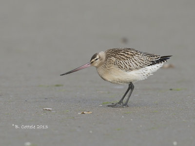 Rosse Grutto - Bar-tailed Godwit - Limosa lapponica