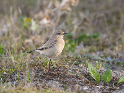 Izabeltapuit - Isabelline Wheatear - Oenanthe isabellina