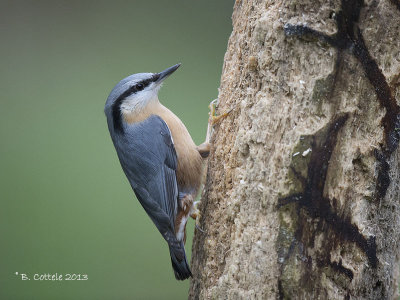 Boomklever - Eurasian Nuthatch - Sitta europaea