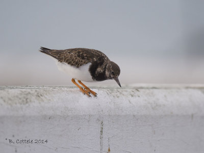 Steenloper - Ruddy Turnstone - Arenaria interpres