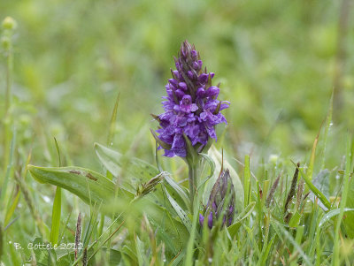 Brede Orchis - Western Marsh Orchid - Dactylorhiza majalis majalis