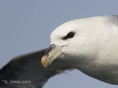 Petrels & Shearwaters