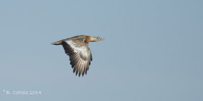 Grote Trap - Great Bustard - Otis tarda