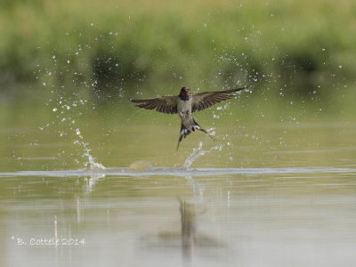 Boerenzwaluw - Barn Swallow - Hirundo rustica