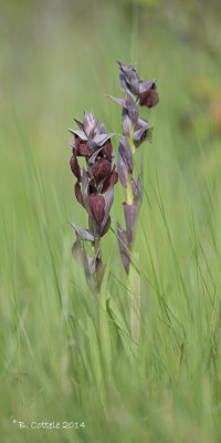 Brede Tongorchis - Tongue Orchid - Serapias cordigera