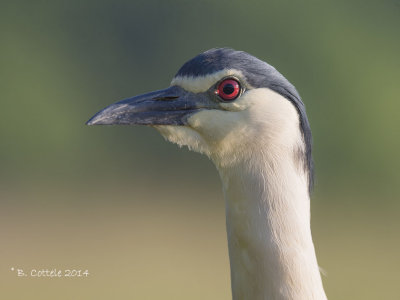 Kwak - Black-crowned Night Heron - Nycticorax nycticorax