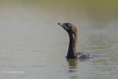 Dwergaalscholver - Pygmy Cormorant - Microcarbo pygmeus