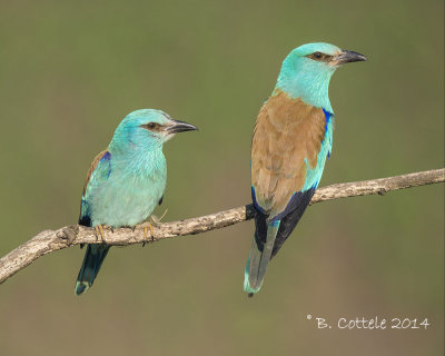 Scharrelaar - European Roller - Coracias garrulus