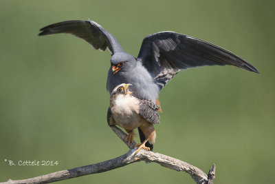 Roodpootvalk - Red-footed Falcon - Falco vespertinus