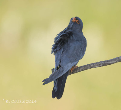 Falcons & Caracaras