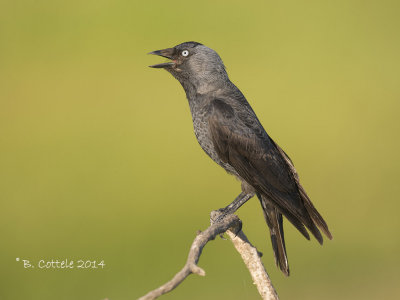 Kauw - Western Jackdaw - Corvus monedula