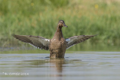 Wilde Eend - Mallard - Anas platyrhynchos