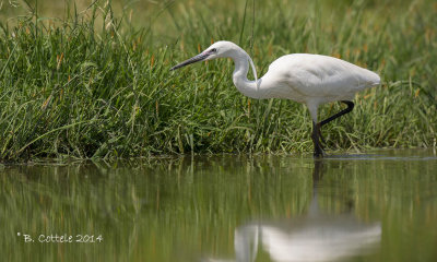 Kleine Zilverreiger - Little Egret - Egretta garzetta