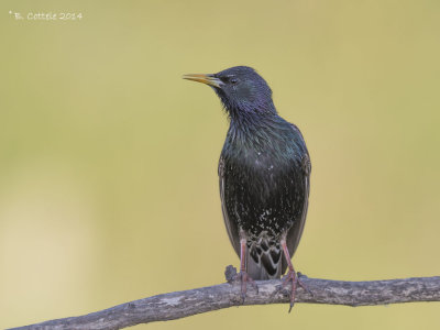 Starlings & Mynas