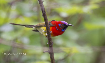 Goulds Honingzuiger - Mrs Gould's Sunbird - Aethopyga gouldiae