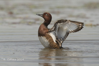 Witoogeend - Ferruginous Duck - Aythya nyroca