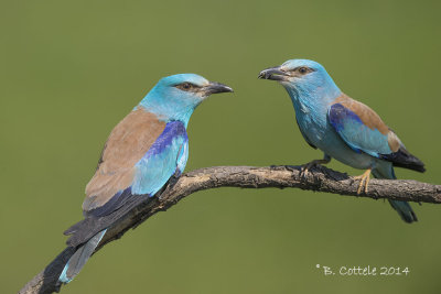 Scharrelaar - European Roller - Coracias garrulus