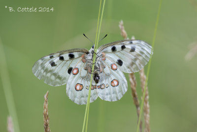 Apollovlinder - Apollo - Parnassius apollo