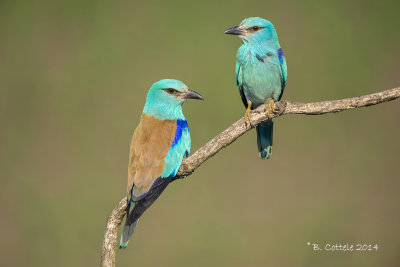 Scharrelaar - European Roller - Coracias garrulus