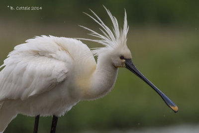 Lepelaar - Eurasian Spoonbill - Platalea leucorodia