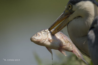 Blauwe Reiger - Grey Heron - Ardea cinerea