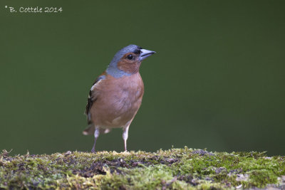 Vink - Common Chaffinch - Fringilla coelebs