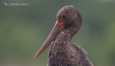 Zwarte Ooievaar - Black Stork - Ciconia nigra