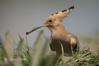 Hop - Eurasian Hoopoe - Upupa epops