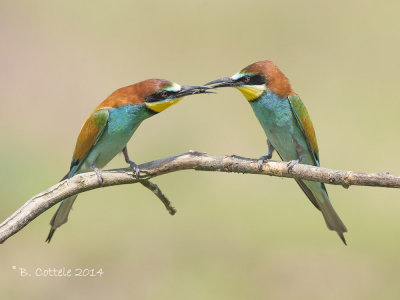 Bijeneter - European Bee-eater - Merops apiaster