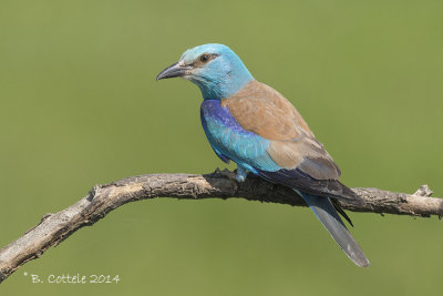 Scharrelaar - European Roller - Coracias garrulus