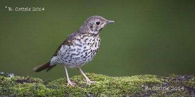 Zanglijster - Song Thrush - Turdus philomelos